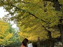 -长白岛森林公园