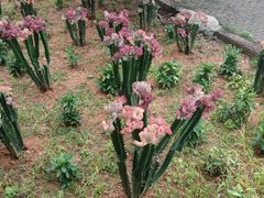 -松山湖梦幻百花洲