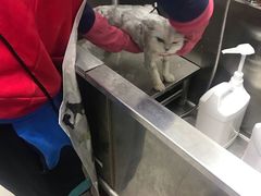 -圣宠动物医院·犬猫专科·影像中心·外科中心