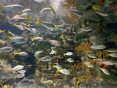 -上海海洋水族馆