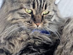 -藏猫猫咖啡主题馆(中央大道店)