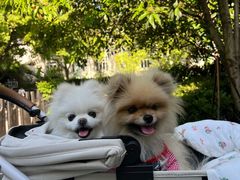 -J Create城市露营咖啡·简餐·宠物(上海动物园店)