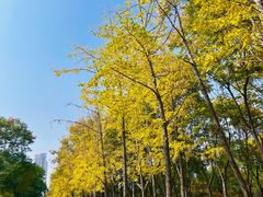 -天鹅湖体育公园