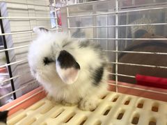 -钓仓鼠(洋桥北里小区店)