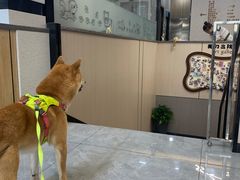 -半岛宠物医院24小时(西派城店)