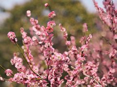 -东台西溪天仙缘景区