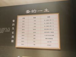 -太湖雪蚕桑文化园