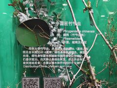 -上海大自然野生昆虫馆(东方明珠·爬宠昆虫探索中心)