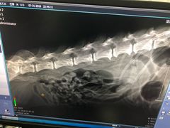 -萌兽医馆·绝育·24小时内科·宠物医院(德胜店)