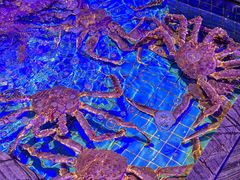-青蓬海上捞蒸品海鲜城(海岸城店)