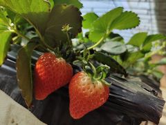 -甜心庄园·甜心草莓采摘园(西青中北店)