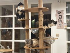 -楼上猫咖(罗湖店)