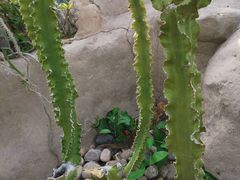 -北京植物园-展览温室