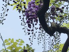 -嘉定紫藤园