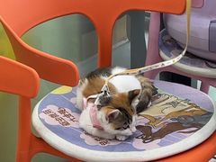 -纳吉亚猫专科动物医院博雅分院