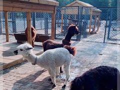 -长白岛森林公园