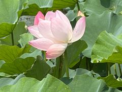 -金鸡湖桃花岛