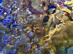 -蟹之国·精品蟹料理(极地店)