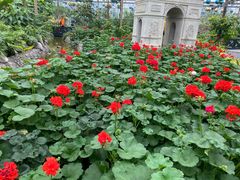 -南宫五洲植物乐园