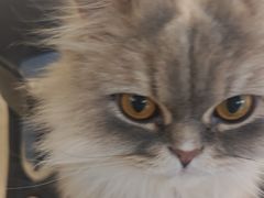 -平行世界·猫咖(首经贸店)