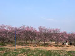 -天适樱花悠乐园