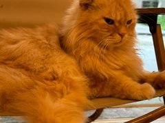 -猫咪派对(江南西店)