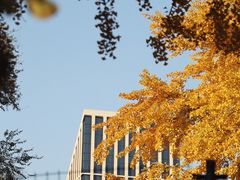 -三里屯东五街银杏大道