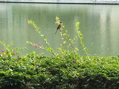 -海南热带海洋学院(三亚校区)
