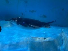 -海合安成都极地海洋公园