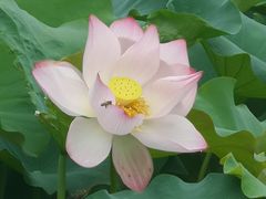 -石家庄市植物园