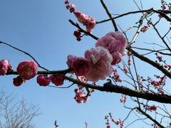 -无锡梅园公园