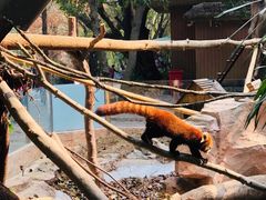 -深圳野生动物园