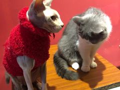 -猫色咖啡·猫咖