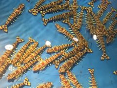 -海九澎湖海鲜餐厅