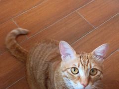 -凯特喵百思猫专科医院