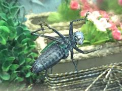 -上海昆虫博物馆