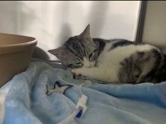 -纳吉亚猫专科动物医院·北北分院