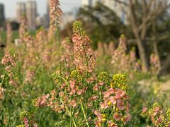 -中国天府农业博览园