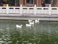-广东圆玄道观
