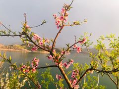 -望湖烤鱼