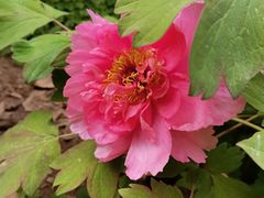 -状元虎.摇滚炒鸡.家常菜(义勇街店)