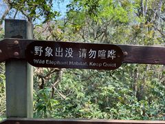 -野象谷景区