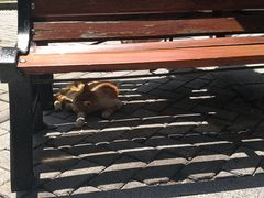 -静安公园(静安寺街道)