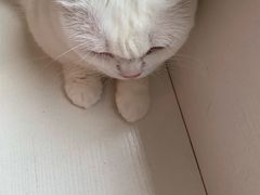 -Let's go狗咖·猫咖·奶狗·桌游(春熙路IFS店)