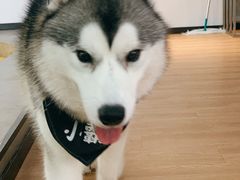 -Husky Go! 哈士奇体验馆·宠物咖啡厅狗咖