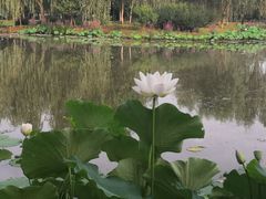-东郊湿地公园