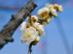 -无锡梅园公园
