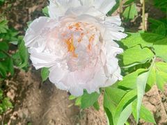-洛阳市隋唐城遗址植物园