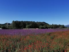 -北京东方普罗旺斯薰衣草庄园