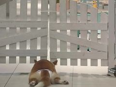 -怪兽屋·羊驼·猫咖·狗咖(俊华广场店)